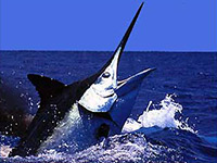 Cairns Beach Accommodation